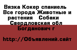 Вязка Кокер спаниель - Все города Животные и растения » Собаки   . Свердловская обл.,Богданович г.